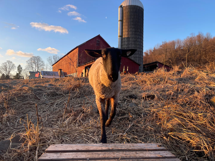 The Interdependence of Wormuth Farm: A Firsthand Perspective on Sheep and Poultry Farming