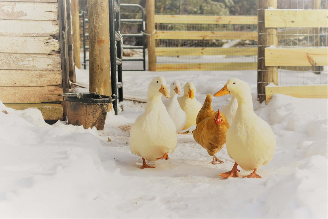 Fresh Duck Eggs, Local Pick Up Only