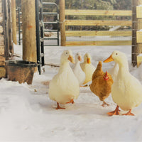 Fresh Duck Eggs, Local Pick Up Only