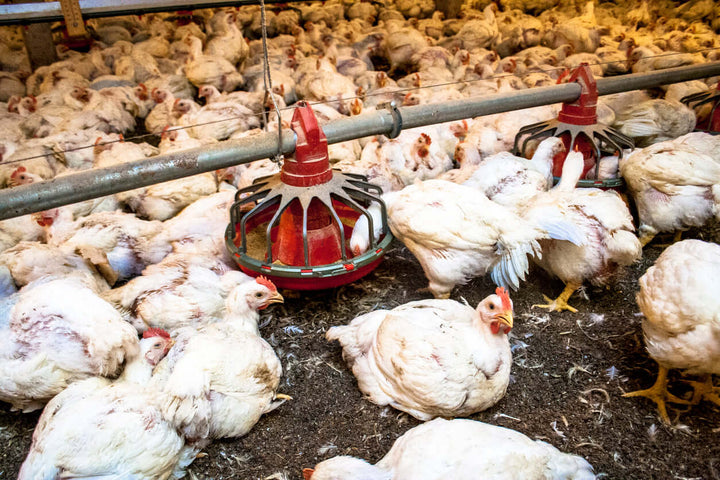 factory farmed chicken