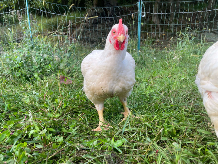 pasture raised chicken with access to grass sunlight