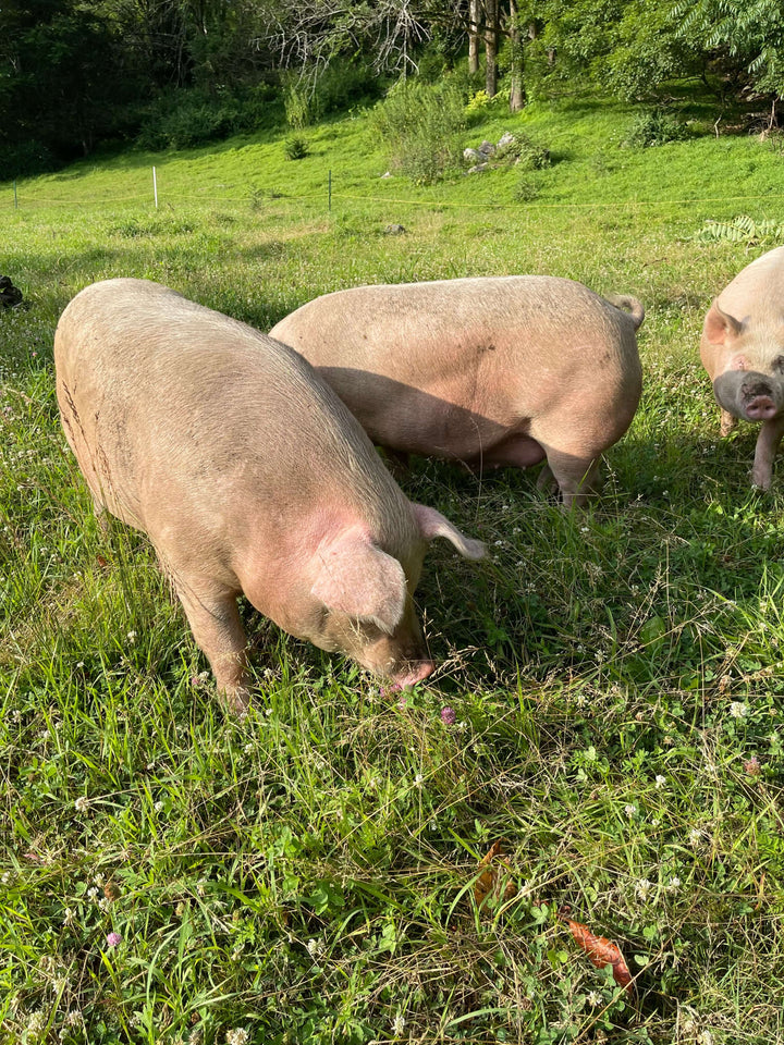 From Pasture to Plate: The Farm-to-Table Revolution at Wormuth Farm