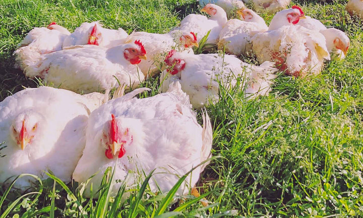 The Journey from Farm to Table: Raising, Processing, and Delivering Pastured Poultry in Sussex County, NJ