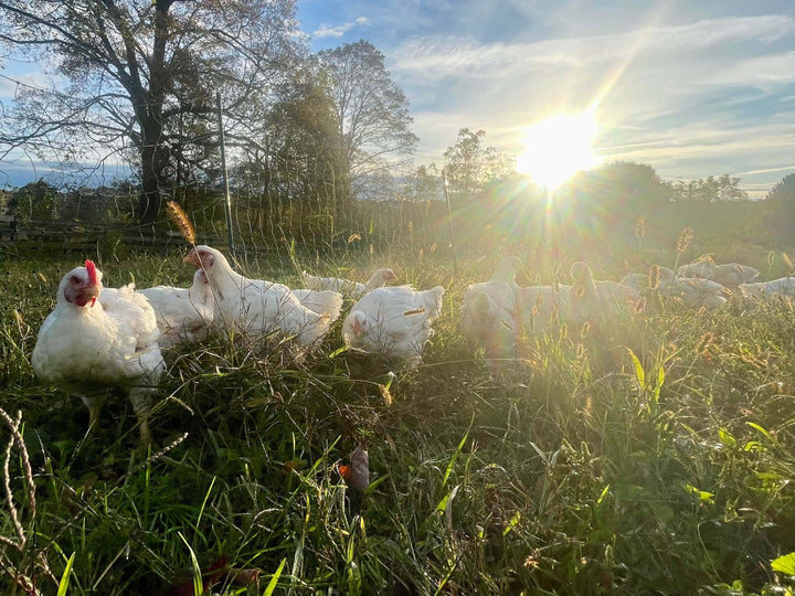 A Step Backward: Perdue Farms Corporate Petition to Redefine Pasture Raised Chicken