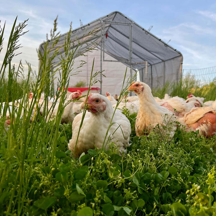 Why Choose Pasture-Raised? The Clear, Bright Difference for Healthier Chickens and Superior Quality