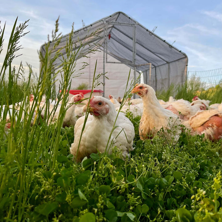 Why Choose Pasture-Raised? The Clear, Bright Difference for Healthier