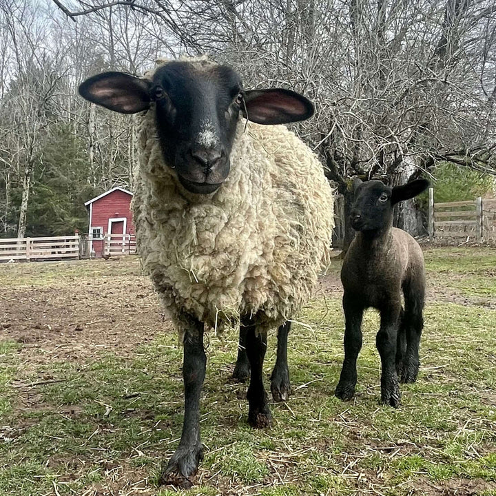 A New Lamb Joins Her Mother To Explore Outside the Barn