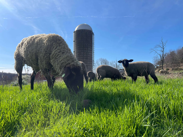 Why Choose Local New Jersey Lamb Over Imported Options?