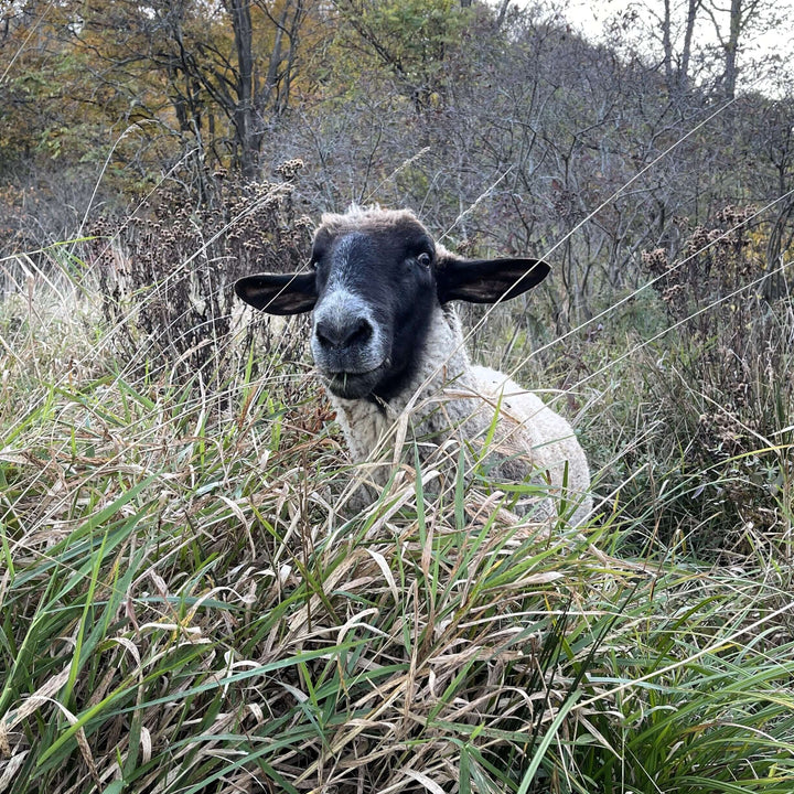 Why Wormuth Farm Supports All Vaccine Technologies