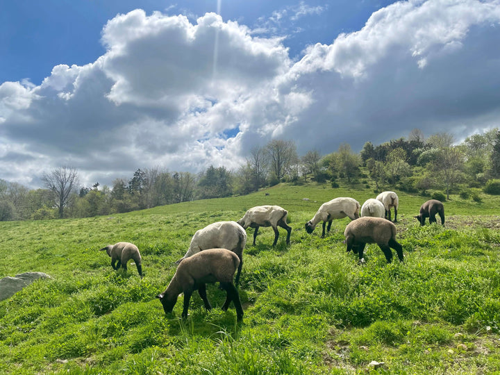 What are the benefits of grass fed lamb?