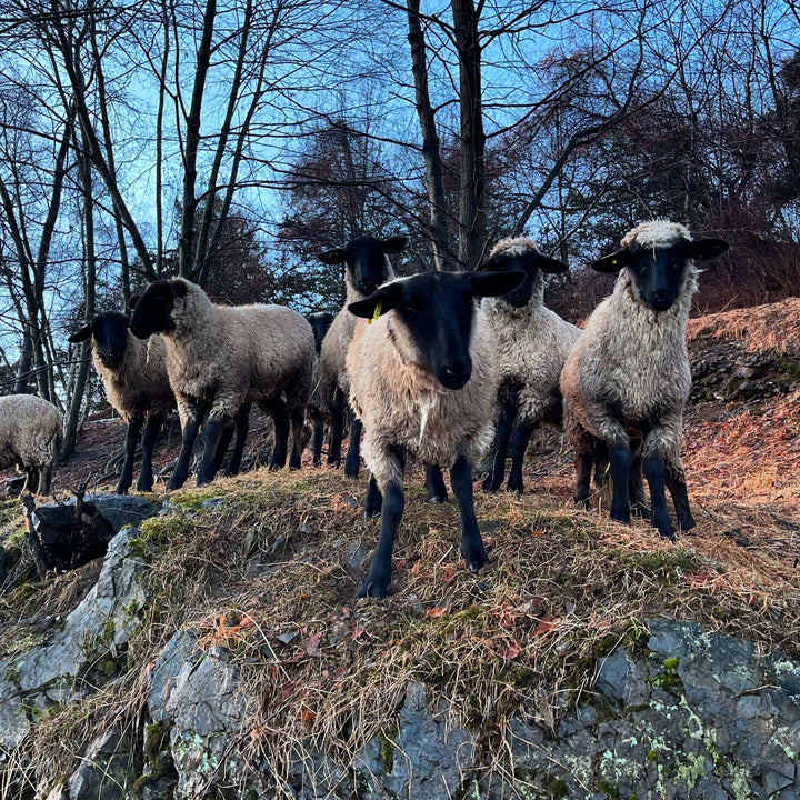 Lamb exploring Wormuth Farm in Winter