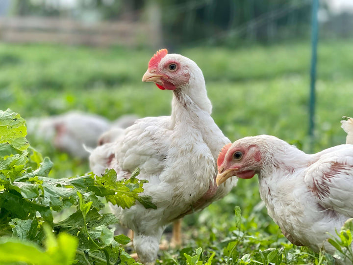 A Commitment to Transparency and Health: Our Stance on Antibiotic-Free Poultry Farming