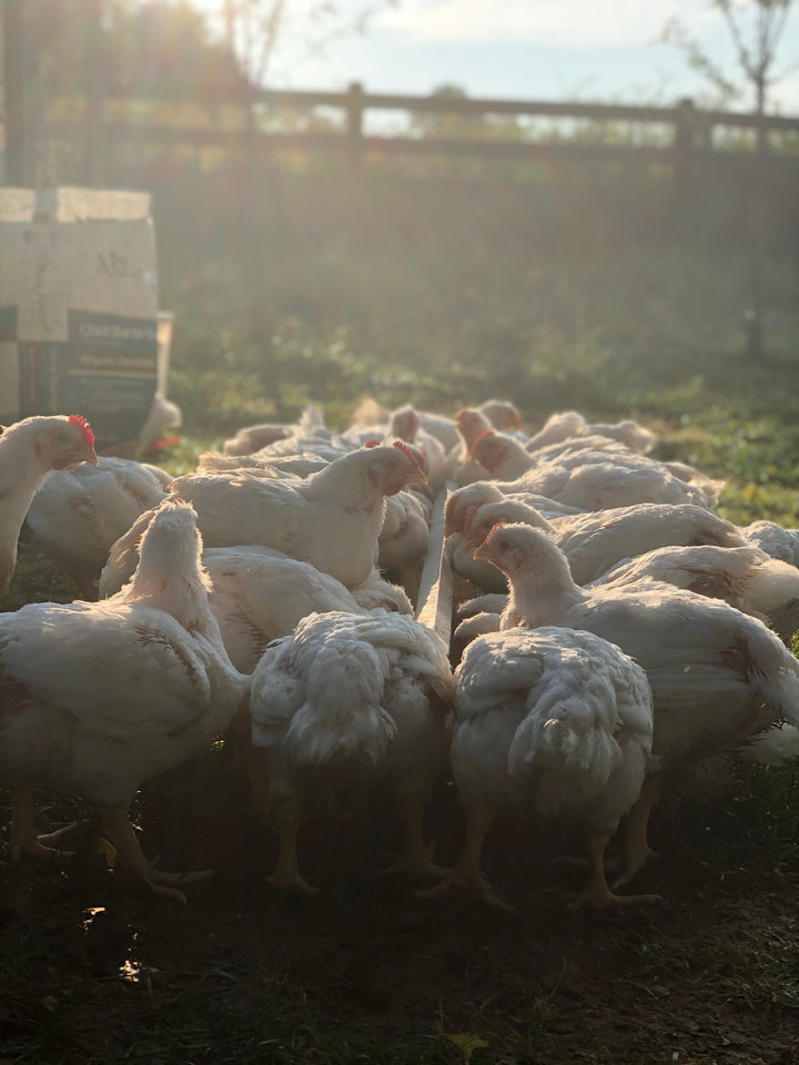 The Bounty of Pasture-Raised Poultry: Taste, Nutrition, and Community Benefits