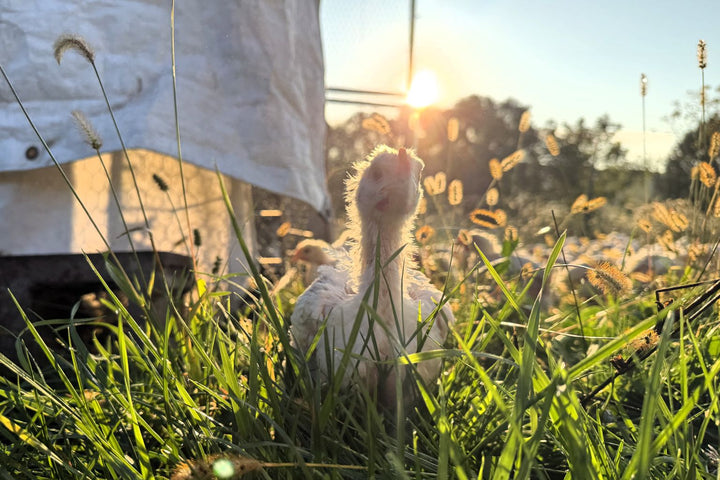 The Hidden Costs of Cheap Chicken: Who Pays for Low Prices?