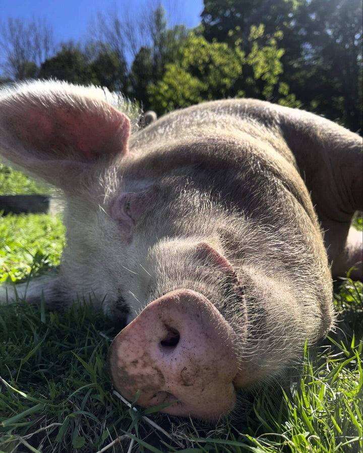 From Garbage to Gourmet: Why What Pigs Eat Matters for Your Pork