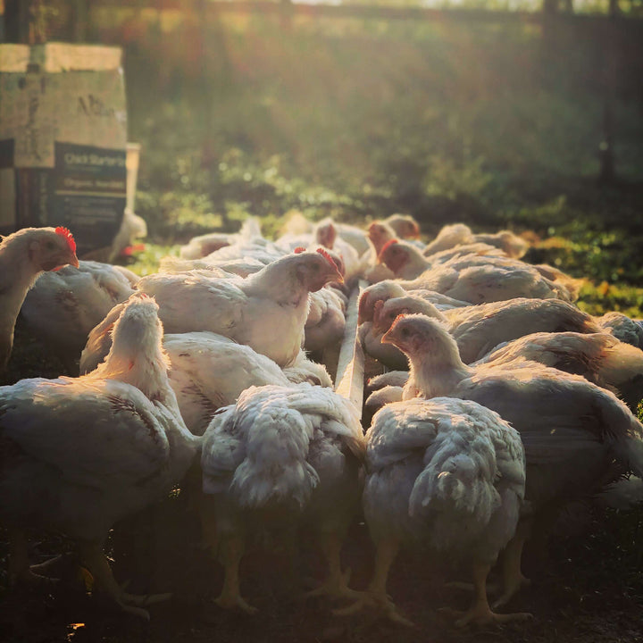 Why is pasture raised chicken better than free range?