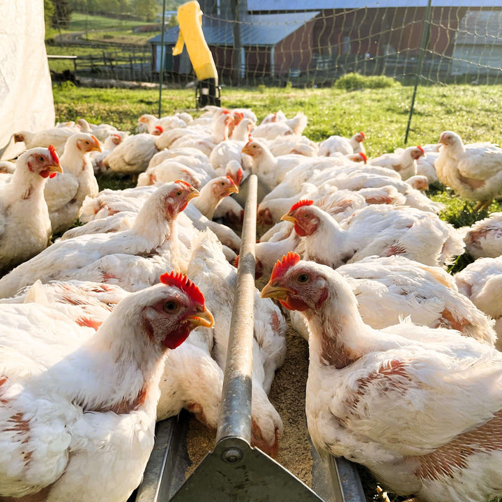 Why We Still Say No to Antibiotics and Ionophores (and Why That Matters)
