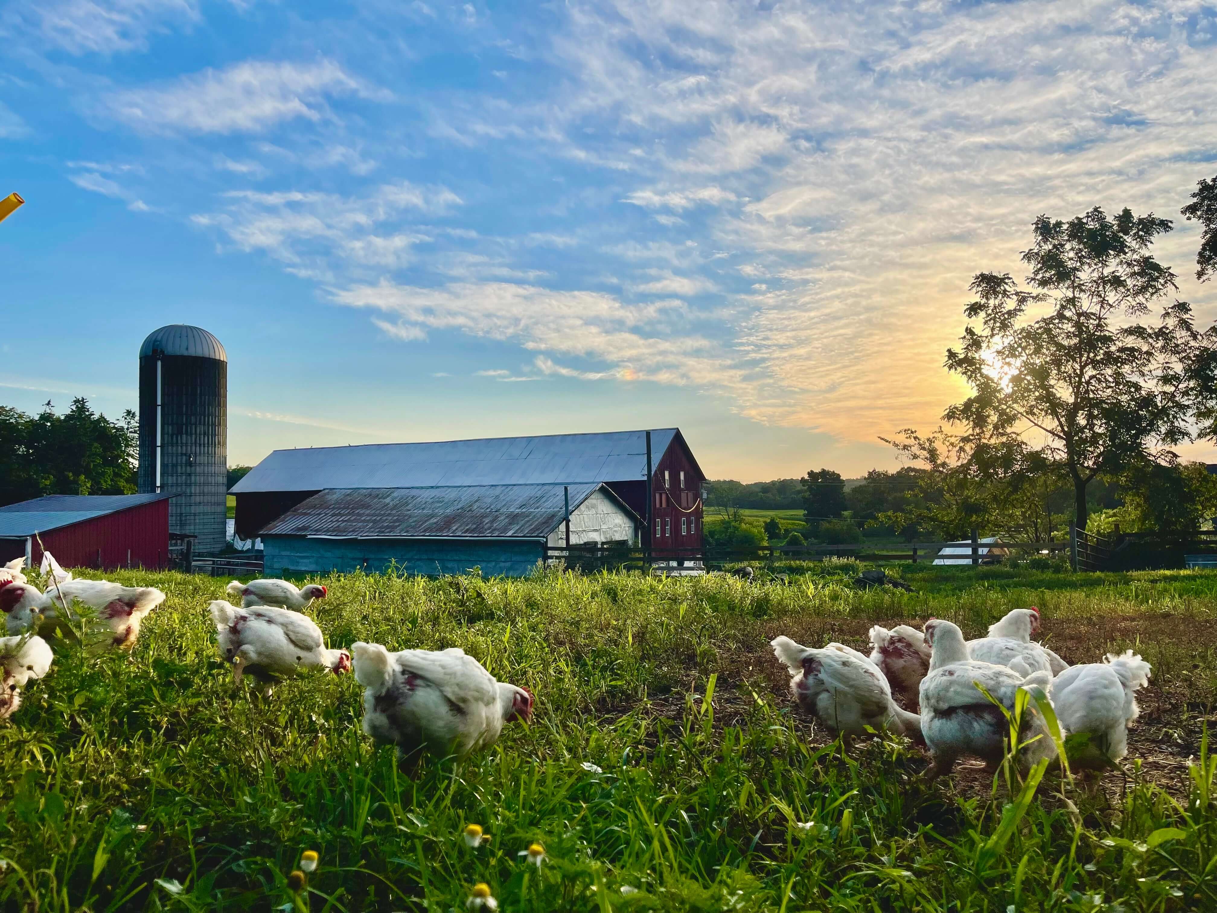 Grass-fed cattle on pasture, Rural Valley Farms near Waynesburg, PA