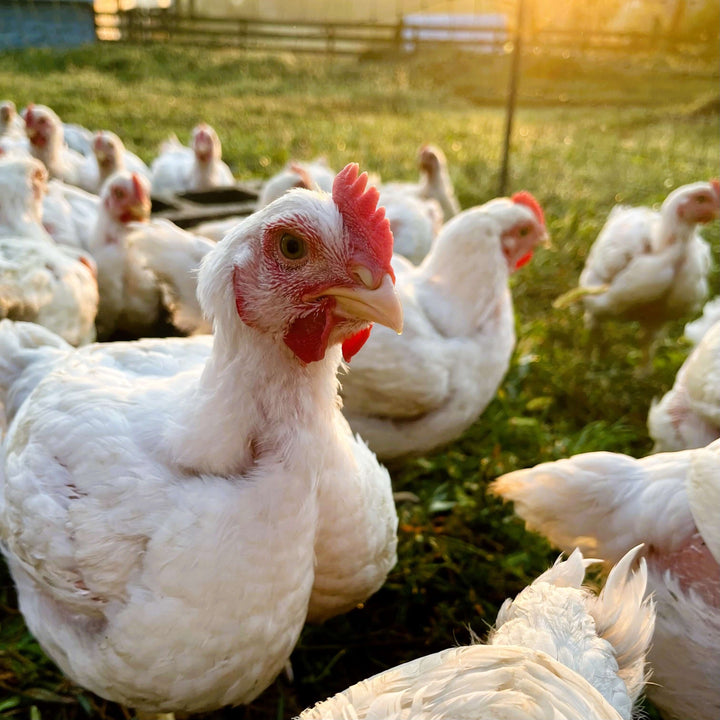 Corn-Soy Free Chicken: Hype or Legit?