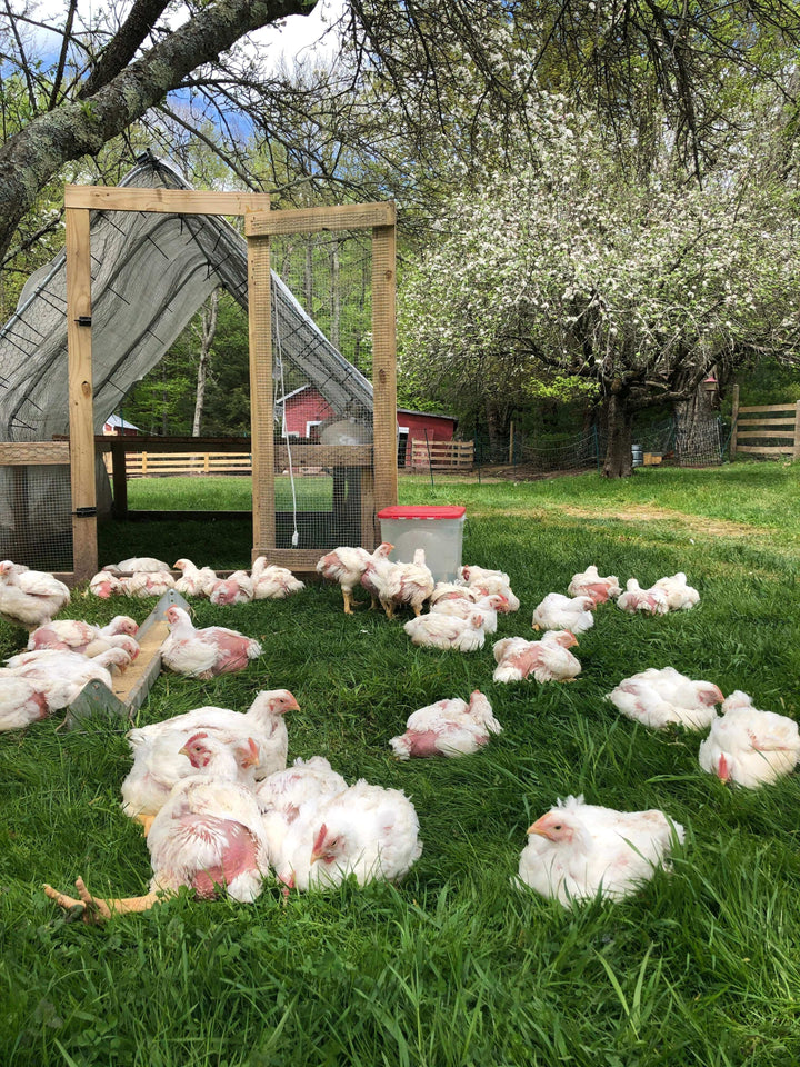 The Perils of Factory Farmed Poultry