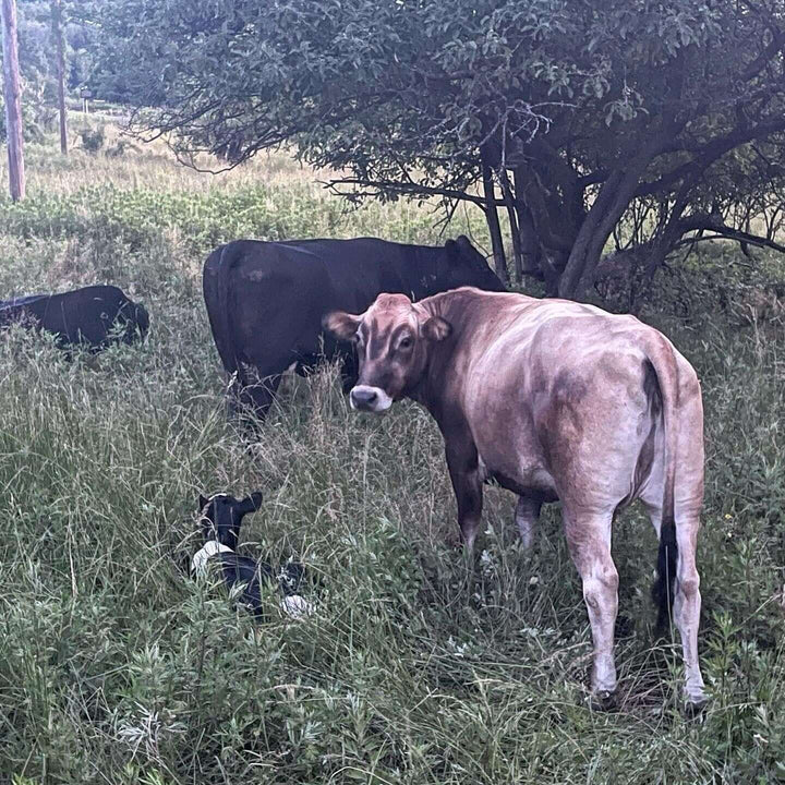 Retired dairy cattle contribute significantly to the domestic ground beef market.