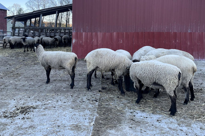 A Better Way to Drench Sheep With Levamisole: My Mid-Range Mix That Actually Works