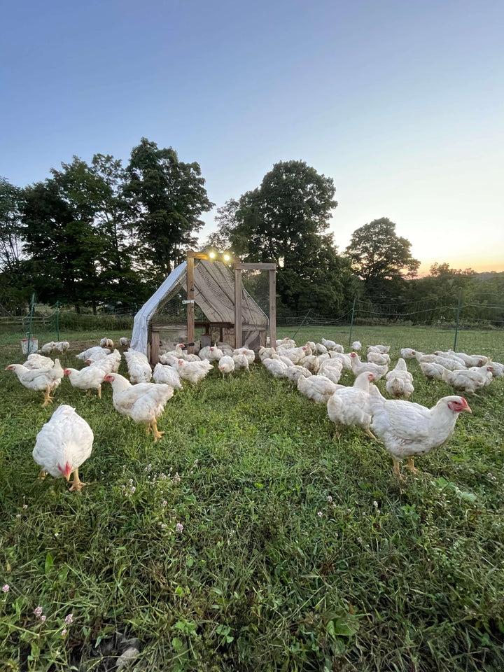 pasture raised chicken moved daily to new pastures