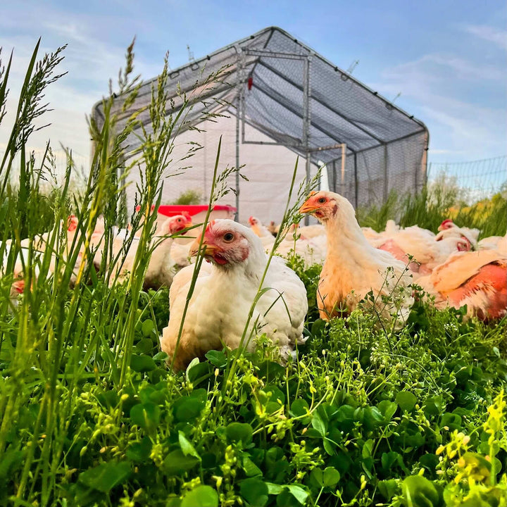 Chickens on a clover covered pasture