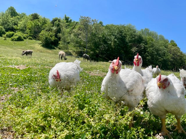 Pasture Raised Chickens Foraging for Grass, Sustainably Farmed Meat