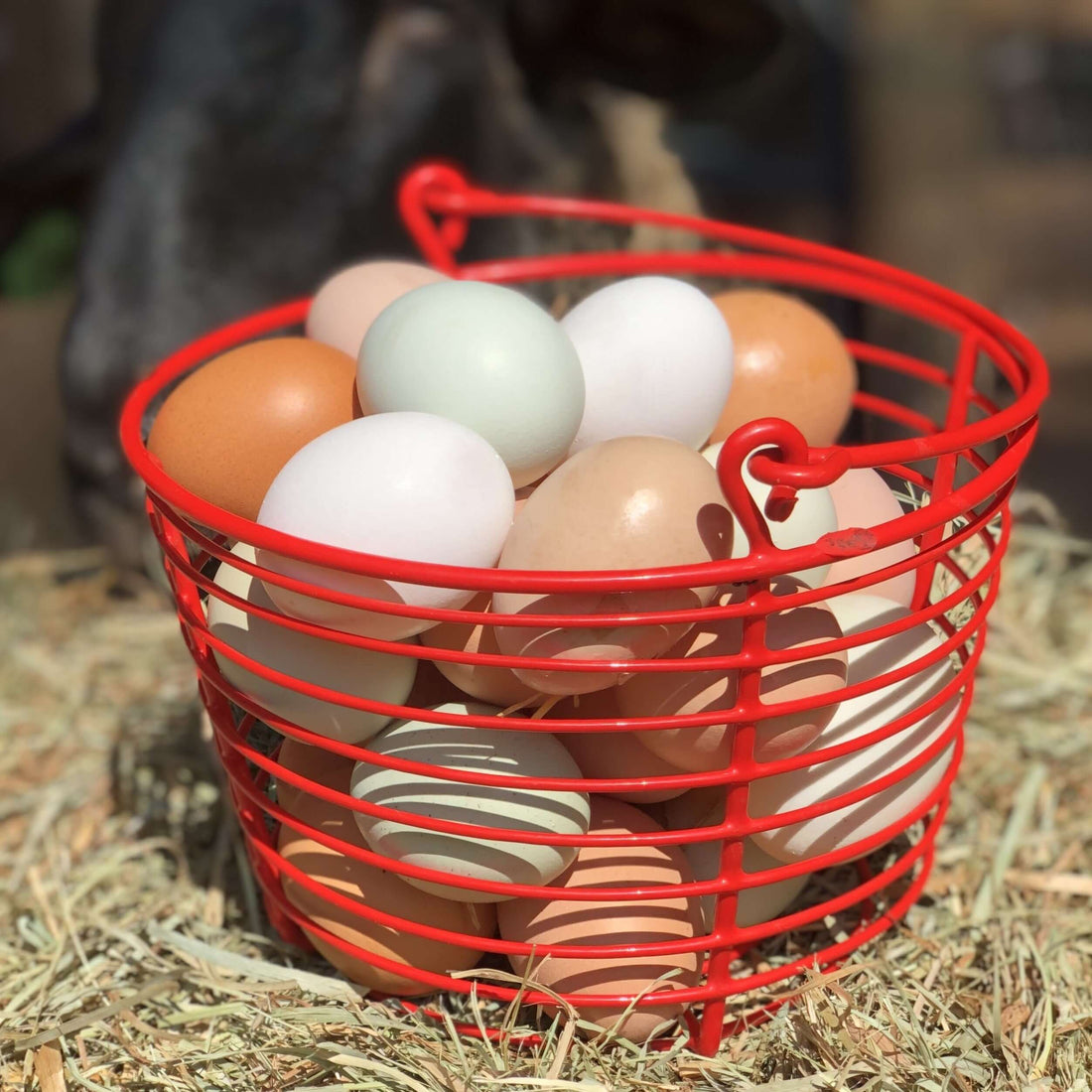 Chicken Eggs, Pasture Raised, Local Pickup Only